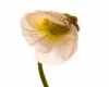 2013-05-02_mohn-006-b