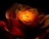 rose_juli_12-016